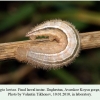 melanargia larissa daghestan final larval 1